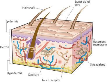 Functions of the Skin Thermoregulation Blood Reservoir Protection Cutaneous Sensation Excretion and Absorption Synthesis of Vitamin D Characterization and Management of Dermatologic Adverse Events