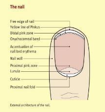 Functions of Nails Protects the distal end of the digits Structure and function of skin, hair and nails Medicine.