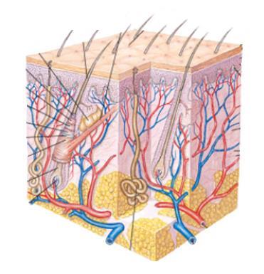 Integumentary System Skin Hair Oil & Sweat Glands Nails Sensory