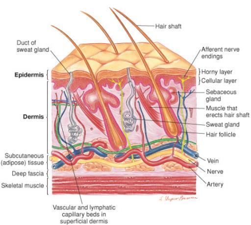 Dermis Connective tissue layer of the skin Supports and separates the epidermis from the cutaneous adipose tissue