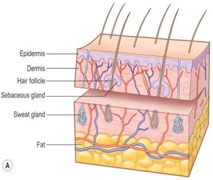 Skin Appendages Sebaceous Glands Also known as the Oil Glands Sweat Glands The cells of these glands release sweat Skin graft Plastic Surgery: Volume 1: