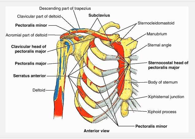 Anatomy Upper Limb Muscles Rotator cuff/scapulohumeral muscles 4 muscles (SITS) form musculotendinous rotator cuff around glenohumeral joint, provide stability of joint