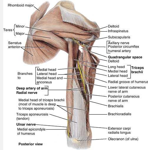 arm, adducts Nerve: lower subscapular Artery: circumflex scapular Teres Minor Course: mid 1/3 lat border scapula low post greater tuberosity Action: lat rotates arm Nerve: axillary