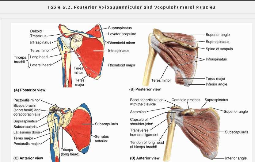 cartilages, aponeurosis of ext oblique.