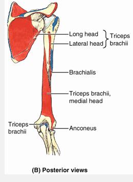 Anterior arm All nerve = musculocutaneous (C5-6); all artery = brachial Biceps brachii Long head: supraglenoid tub, intertub groove radial