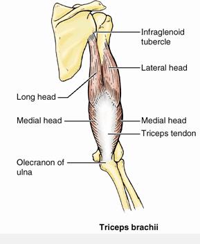 supinates (best elbow flexed) Factoid: supination more powerful when elbow flexed 2 heads unite just distal to 1/2 way down arm no attachment to