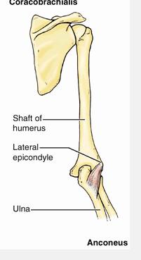 coronoid process/tubercle Action: flexes elbow (MAIN flexor) Coracobrachialis Course: coracoid (med to biceps) ant/med midshaft humerus Action:
