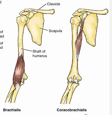 Lateral head: postlat humerus/lat intermuscular septum Medial head: postmed inf 1/2 humerus All to olecranon process via common tendon Action: