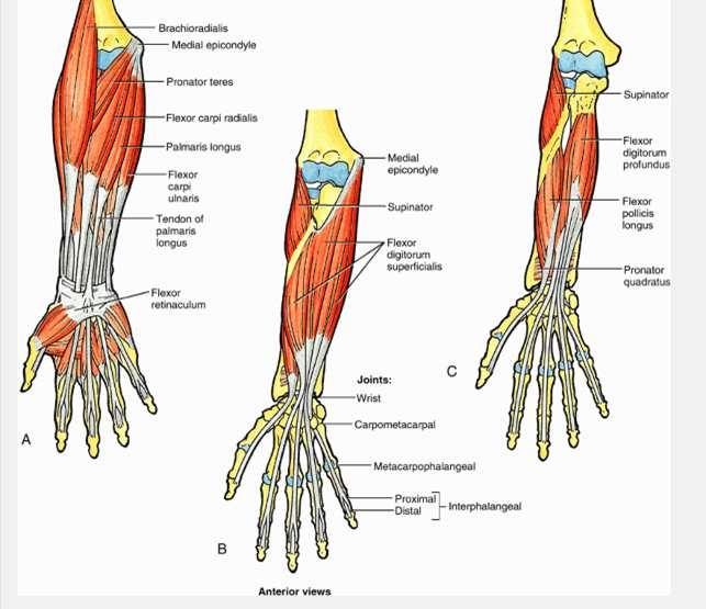 Action: extends elbow Nerve: nerve to anconeus Artery: interosseous recurrent Flexor Muscles Forearm Superf: All artery = ulnar, All nerve =
