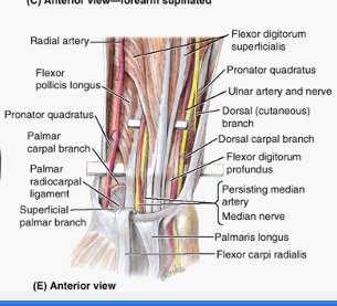 quadratus Median nerve passes between 2 heads; ulnar artery NOT between 2 heads Deep: All artery and nerve = Ant IO branch med, plus FDP