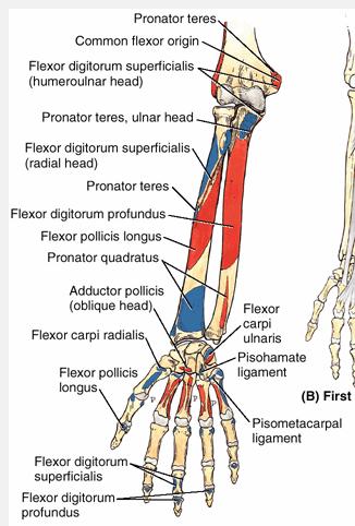 FDP Course: post border/prox 2/3 med border ulnar and IO membrane base DP s Action: flexes MCP, PIP and DIPJ's Factoids: does NOT arise from