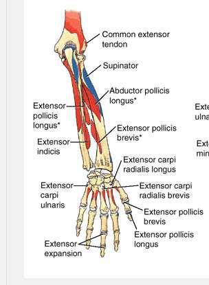 to long flexor tendons fingers limited proximally by oblique origin of FDS proximal parts of flexor synovial sheaths protrude into it can