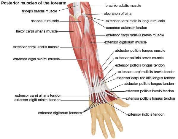 2. ECU Humeral Head: lat epicondyle humerus med base of MC of LF Ulnar Head: mid 1/2 post ulna med base of MC of LF Action: extends wrist, adducts hand Factoid: tendon runs in groove between ulnar