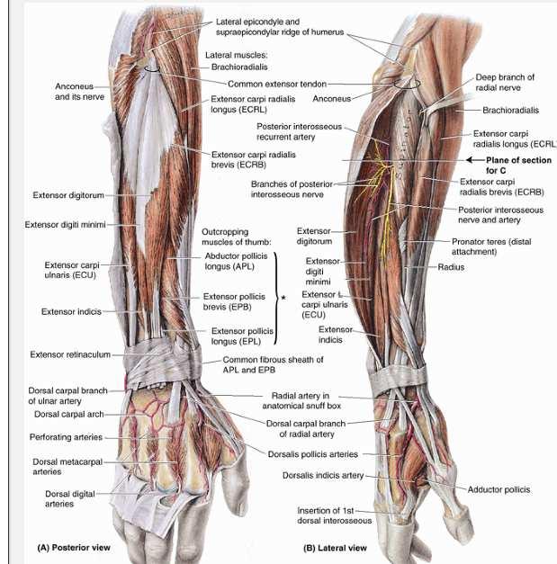 ECRL Course: from lower 1/3 lat supracondylar ridge humerus and lat IM septum post base MC of IF Action: extends wrist, abducts hand Factoid: overlapped by AbPL, EPB and EPL in lower forearm becomes