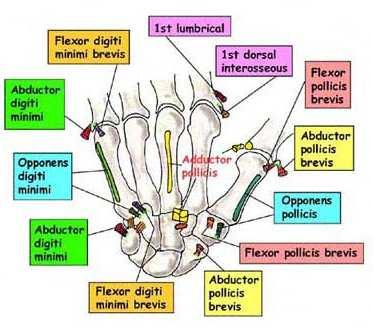 Thenar Muscles All nerve = recurrent branch of median C8/T1; All artery = sup palmar branch of radial 1.