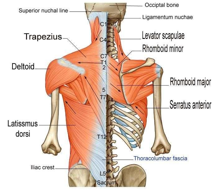 Muscles connecting UL to vertebral col. Arrange in layers : Superficial layer : 1. Deltoid 2. Trapezius 3.