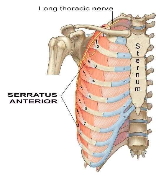 Serratus anterior Origin: upper 8 ribs.