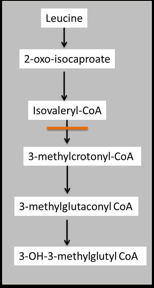 Isovaleric Acidemia Can be mild, but decompensations can have hyperammonemia, coma, death Isovaleryl CoA