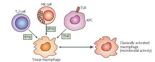 Macrophages activation Classically activated