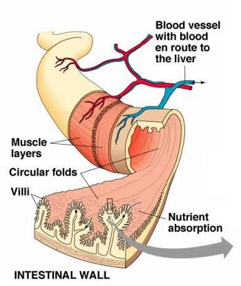 The circulatory system has capillaries located in the villi of the small intestine. The villi of the digestive system absorb digested nutrients which then enter the capillaries.