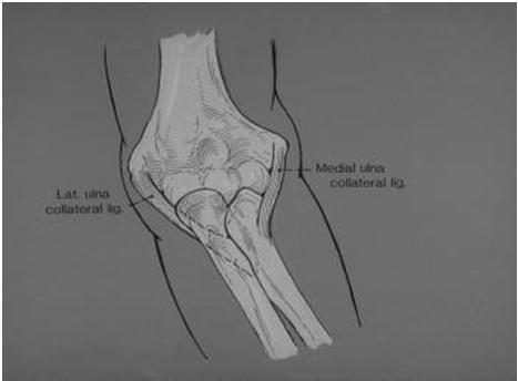 Ligaments MCL LCL MCL Deficiency