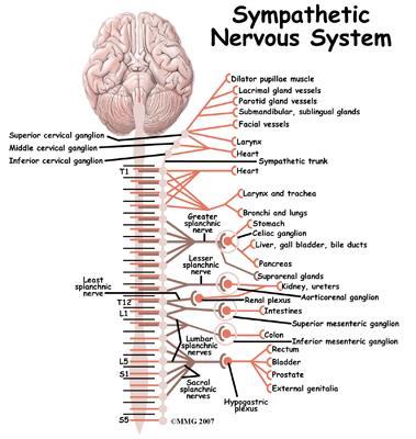 Autonomic Nervous System The ANS is divided into three divisions: the parasympathetic, with cranial and sacral connections, the Sympathetic, with central nervous