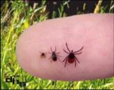 Lyme  Syndrome