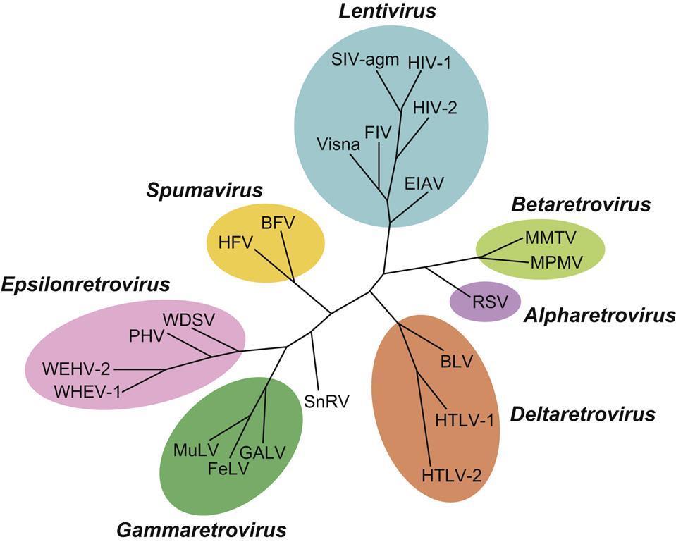 Lentivirus and Other Retroviruses - Retrovirus is a type of virus.