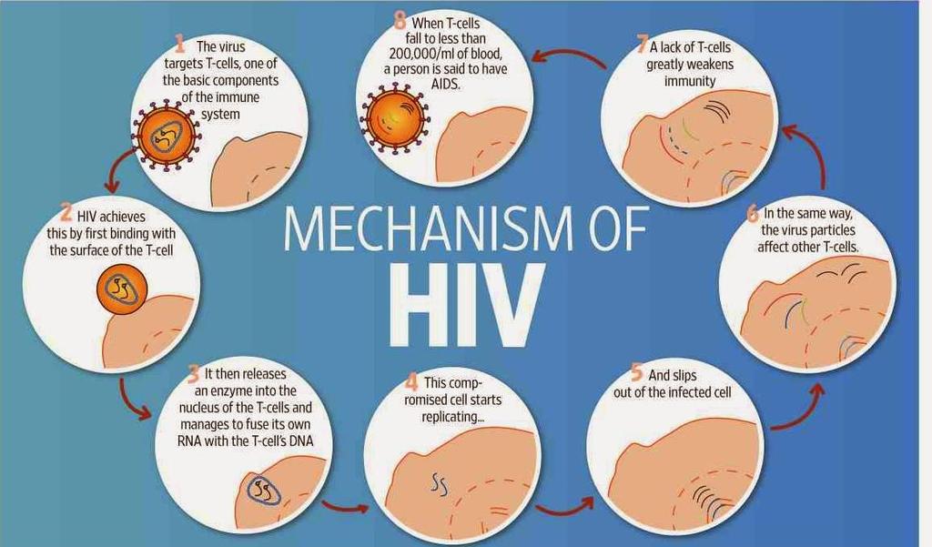 Primary Risk of HIV-1 Infection: Immunodeficiency - HIV-1 primarily infects T-cells (T-lymphocytes) which helps to activate and coordinates other cells of the immune system in the
