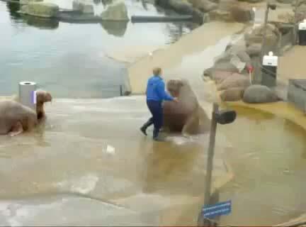 If we can convince a walrus to exercise