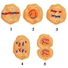 33. Which of the following is not true of asexual reproduction? A. Only one parent is needed. B. The offspring are genetically identical to one another. C.