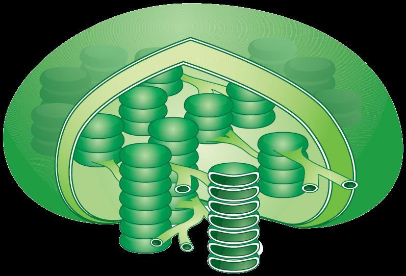 Inside a Chloroplast Thylakoids are arranged in stacks known as grana.