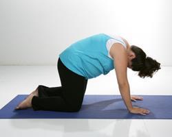 Spinal Flexes Back Abdomen Entire Spinal Column Start on all fours with knees about hip width apart and hands about shoulder width apart Check that wrists are placed directly under shoulders and