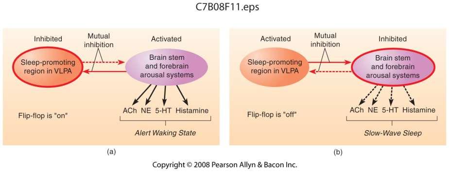 Sleep/Waking Flip-Flop vlpoa= ventrolateral preoptic