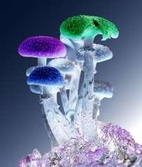 What Are Hallucinogens? (National Institute on Drug Abuse; National Institutes of Health; U.S.