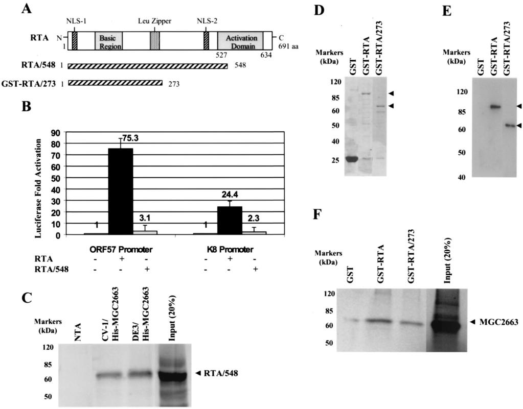 VOL. 75, 2001 CELLULAR PROTEIN SYNERGIZING WITH KSHV RTA PROTEIN 11969 FIG. 7. The RTA N-terminal domain is responsible for interaction with MGC2663.