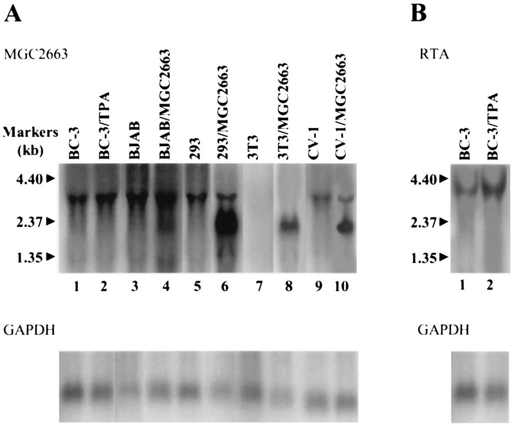 VOL. 75, 2001 CELLULAR PROTEIN SYNERGIZING WITH KSHV RTA PROTEIN 11965 FIG. 2. Northern blot analysis of the expression pattern of MGC2663 gene in various mammalian cell lines.