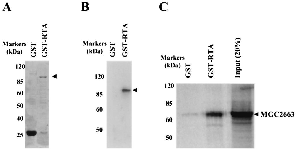 VOL. 75, 2001 CELLULAR PROTEIN SYNERGIZING WITH KSHV RTA PROTEIN 11967 FIG. 4. Pull-down assays indicating that MGC2663 binds to GST-fused RTA in vitro.