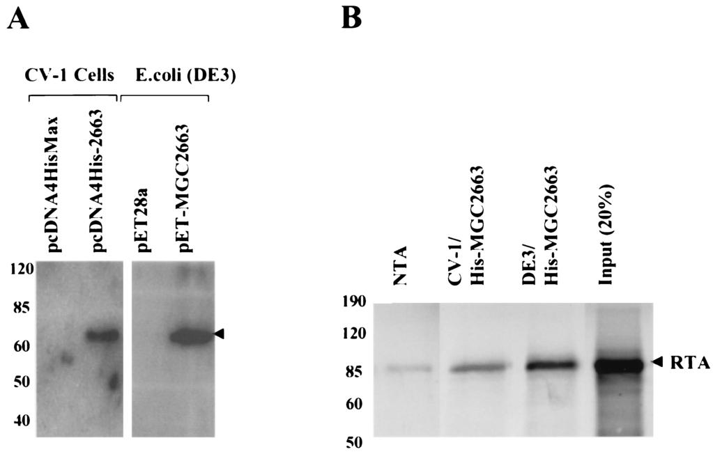 11968 WANG ET AL. J. VIROL. FIG. 5. Pull-down assays indicating that RTA binds to His-tagged MGC2663 in vitro.