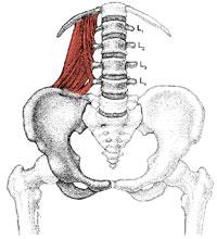 Quadratus Lumborum (QL) Muscle Strain or Trigger Point The QL originates from the posterior iliac crest and inserts on the 12 th rib and transverse process of the lumbar vertebrae.
