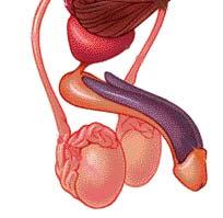made up of the epididymis and the vas deferens The accessory