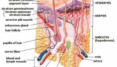 Skin System The skin is composed of the: epidermis (keratinocytes, basal