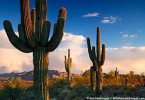 SAGUARO SPONSORSHIP: $5,000 (limit 6) Business Partner Business of Law Conference: Saguaro level participation in our August 2019 Business of Law Conference with three representatives; lunch and