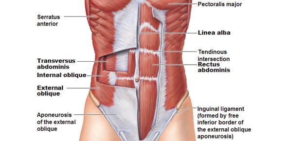 ANATOMICAL DESCIPTION In addition to a full body conditioning session, the