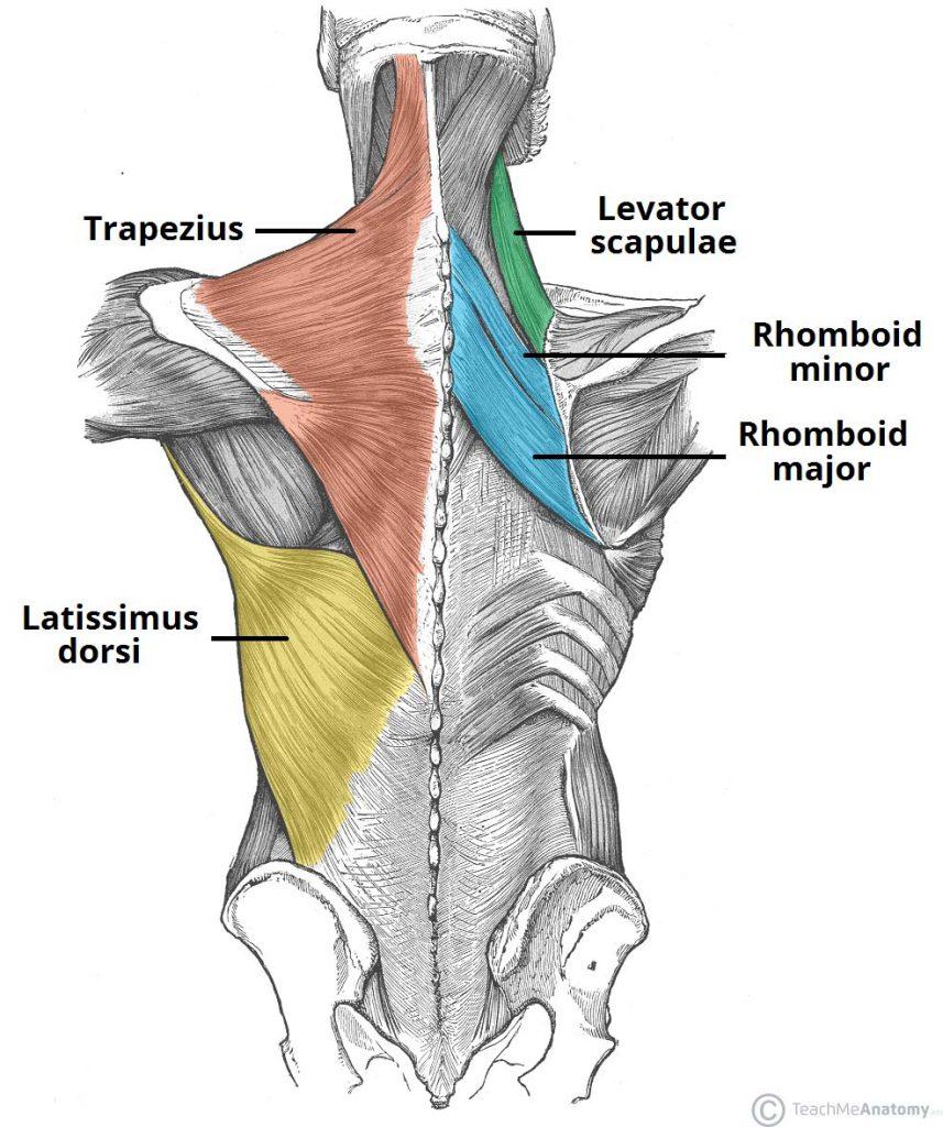 the larger muscles used in biking (quadriceps and hamstrings) as well as core
