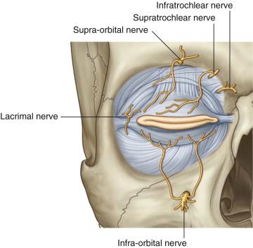 Innervation Sensory: Supra-orbital, supratrochlear, infratrochlear, lacrimal brr. of CN V 1 Infra-orbital br.