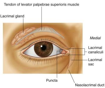 Lacrimal apparatus Lacrimal glands and ducts: Orbital part: in lacrimal fossa of frontal bone Palpebral part: inferior to levator palpebrae superioris Lacrimal lake medial end of conjunctival sac