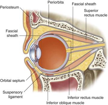 Fascial sheath of the eyeball Enclose eyeball, attaches to: sclera at the point of optic nerve entering eyeball,