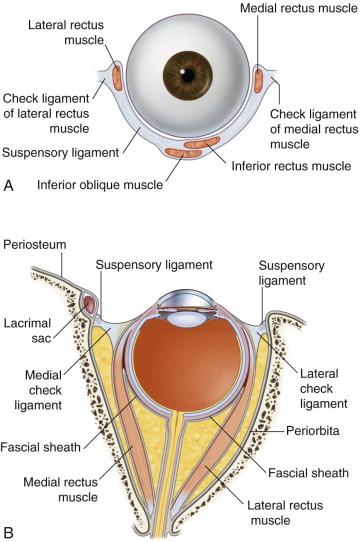 Check ligaments of the medial and lateral rectus muscles Thickening of investing sheath covering med. and lat. recti Medial check ligament attaches to the point immediately posterior to posterior lacrimal crest.