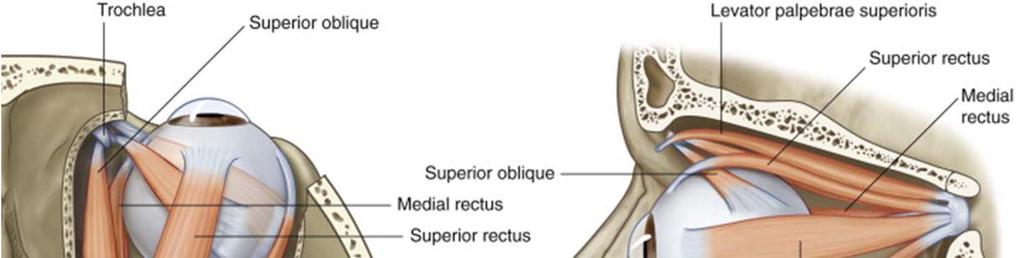 Oblique muscles Superior oblique Origin: body of sphenoid bone It runs along